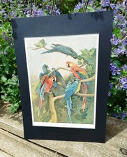 Quadro antigo 1910 araras papagaios pássaro livro impressão em montagem A4 arara papagaio arte comprar usado  Enviando para Brazil