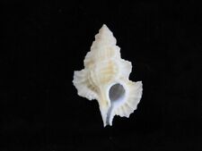 Sea Shell Biplex Perca 51.1mm ID#7361, usado comprar usado  Enviando para Brazil