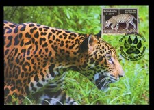 Cartão máximo Honduras 2019 - Biosfera del Río Plátano, onça-pintada, panthera onca comprar usado  Enviando para Brazil