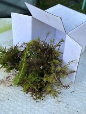 Live moss bits for sale  Kite