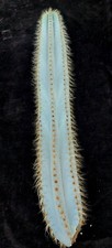 Pilosocereus pachycladus talea usato  Spedire a Italy