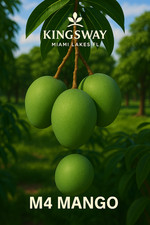 5 cortes Mango Scion madeira broto para enxertia M4 sabor coco fita adesiva envolta comprar usado  Enviando para Brazil