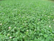 Food plot seed for sale  High Point