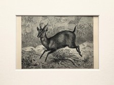 Indian muntjac deer for sale Indian muntjac deer for sale  NORWICH