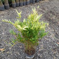 Phyllostachys viridistriatus v for sale  EGHAM