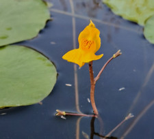 Utricularia australis pianta usato  Santa Maria di Sala