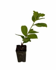 Piante lauroceraso vaso usato  Terlizzi