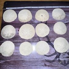 Sand dollars pacific for sale  Cedar City