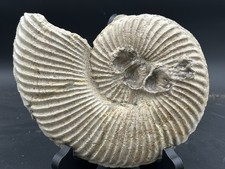 Prepped texas fossil for sale  Burleson