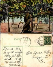 Largest grape vine for sale  Mansfield