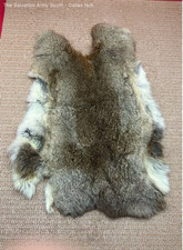 pelt rabbit 2 fur taxidermy for sale  Dallas