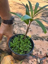 Live foxtail palm for sale Live foxtail palm for sale  USA
