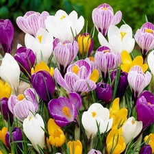 Bulbes crocus grande d'occasion Bulbes crocus grande d'occasion  Nyons