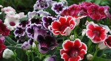 Sinningia speciosa gloxinia for sale  Walterboro
