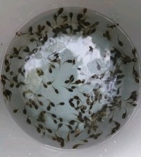 Live captive bred for sale  Lakeland