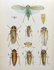 Cicada print 1800s for sale  Sturgis