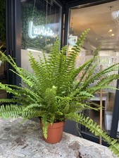 Boston fern 40cm for sale  ALDERLEY EDGE