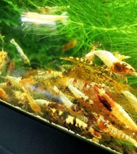 Caridine cantonensis ibridi usato  Salerno