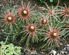 Silberdistel carlina acaulis gebraucht kaufen  Westerstede