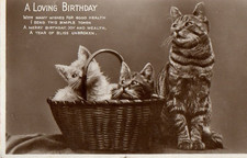 beautiful kittens for sale beautiful kittens for sale MATLOCK
