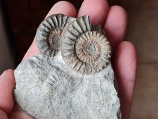 Ammonites arnioceras d'occasion  Sessenheim