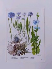 botanical illustration for sale  BIRKENHEAD