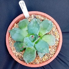Agave parryi truncata for sale  DORCHESTER