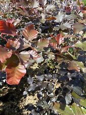 Fagus copper purple for sale  MARCH