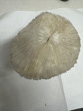 Corallo criniera leone usato  Novara