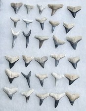 Bone valley shark for sale  Saint Augustine