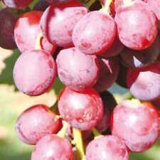 Plant raisin swenson d'occasion  Expédié en France