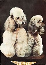 B3349 romania dogs for sale  LONDON