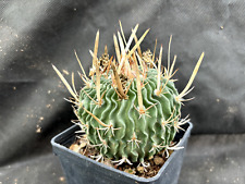 Echinofossulocactus tulensis c usato  Massafra