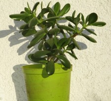 Geldbaum crassula vata gebraucht kaufen  Potsdam