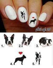 Boston terrier dog for sale  Rosemead