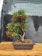 siepe piracanta usato siepe piracanta usato Isernia