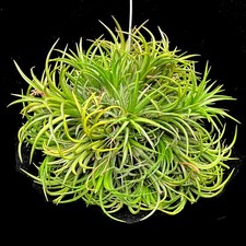 Tillandsia green ionantha for sale  LEIGH