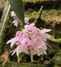 Dendrobium aurantiroseum rebec for sale  Indianapolis