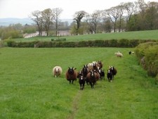 Photo 6x4 zwartble for sale  FAVERSHAM