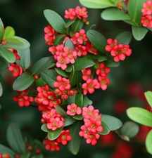 Cotoneaster horizontalis shrub for sale  Oakland Gardens