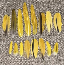 Naturally molted yellow for sale  Houston