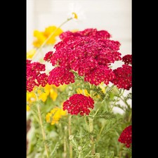 Achillea millefolium petra gebraucht kaufen  Deutschland