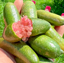 Pink finger lime for sale  Plant City
