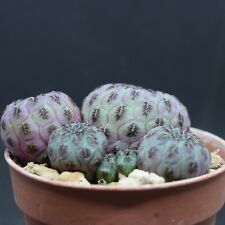 Sulcorebutia rauschii pot5.5 usato  Cupra Marittima