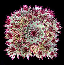 Sempervivum chick charms for sale  LEIGH