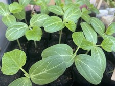 Seedlings bottle gourd for sale  LONDON