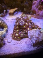 Zoa colony sonic for sale  MALVERN