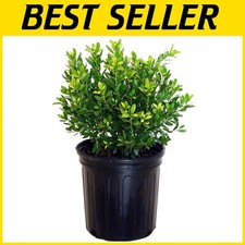 Container grown ilex for sale  Gloucester City