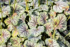 Heuchera americana coral d'occasion  Expédié en Belgium