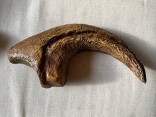 Dinosaur claw replica for sale  STOCKPORT
